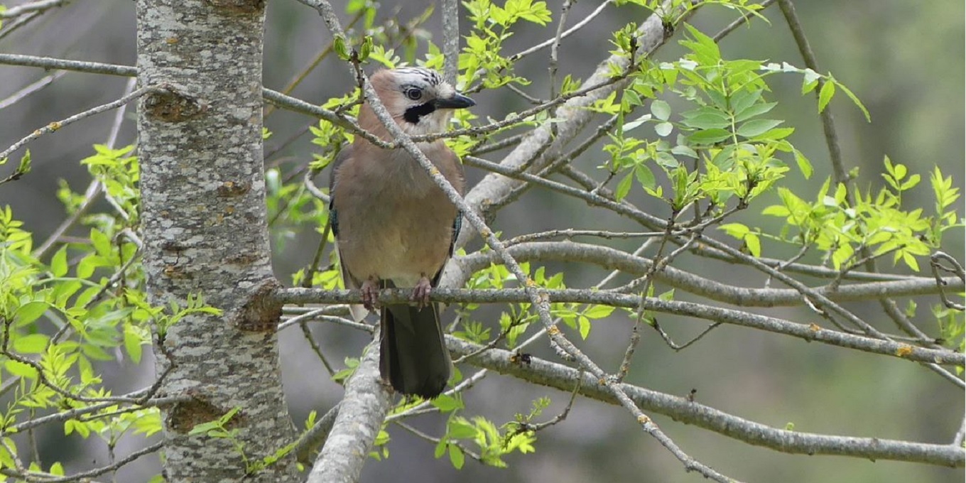Geai des chênes dans un arbre